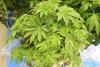 Japan logs record 7,120 cannabis cases in 2025, majority under 30
