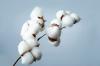 ICE cotton pauses after strong rally, weather concerns persist