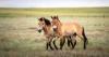 Horses raised at Marwell Zoo released into the wild