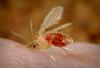 Scientists test first vaccine for lethal leishmaniasis threatening Oklahoma
