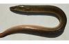 MSC certification of Peru’s eel fishery expected to drive more than three-fold export growth, producers association claims