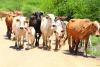 Gov’t introduces animal disease tracking system