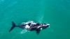 Southern right whale dragging four buoys is cut free off New Zealand coast in intense rescue