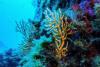 UK ratifies high seas protection treaty