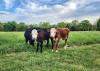 Missouri’s animal movement regulations updated in response to New World screwworm
