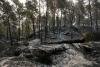 Fire ravages historic forest outside Paris