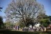 Colossi Of The Earth 2026 Competition: 15 Years Of Protecting Paraguay’s Trees