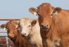 Minnesota Cattlemen’s Summer Tour Coming to Marshall Today 