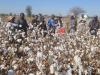 Government moves to revive cotton industry