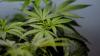 Virginia launches tip line to report illegal marijuana sales ahead of retail market