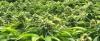 Not sure how to talk to your kid about cannabis? NY’s new campaign helps