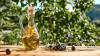 From Anatolia to London: 2,600-year story behind Turkish olive oil