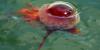 Thousands of giant lion's mane jellyfish sightings trigger public safety alerts for New England beachgoers