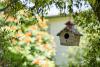 Birdwatching Hobby Enhances Homeowners’ Health And Outdoor Home Space