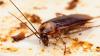 Dublin grocery shop closed amid 'grave risk to public health' after discovery of slugs, spiders and cockroaches