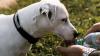 Government issues advice for all animal owners as hot weather continues