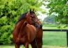 Churchill Tyres to Sponsor Beresford Stakes at the Curragh