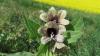 Highly poisonous plant identified at Lake Diefenbaker