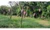 Exotic mangoes offer hope for coastal farming