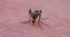 Travellers warned of potentially fatal mosquito-borne illnesses amid rise in UK cases