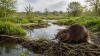 Britain hunted beavers to extinction around 400 years ago, but they are now returning to England's wetlands to rebuild rivers and restore disappearing ecosystems
