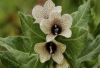 Poisonous black henbane found near Lake Diefenbaker, public urged to use caution