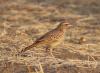 How birders in Chad ‘found’ the rusty lark, a bird lost to science for nearly a century
