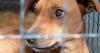 Minnesota restricts pet imports from NWS-infested states