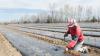 Canada's temporary migrant workers deskilled, living in precarity, study says