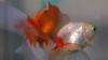 Argentina court recognizes 2 goldfish as sentient beings with rights