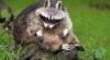 Dutch gov't to allow hunters to kill 23 invasive species without provincial order