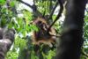 Small-scale farming, logging eclipse megaprojects as top threats to Tapanuli orangutan habitat