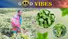 Kalahandi’s Rekha Putel Revives Indigenous Seeds, Inspires Sustainable Farming