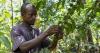 Africa’s coffee, cocoa and tea farmers face growing risks as prices swing