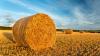 Farmers advised to act soon to secure straw supplies