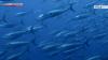 International gathering fails to agree to raise quota for Pacific bluefin tuna