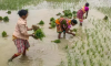 Agricultural Loans in AP Receive a Boost Over Past Three Years