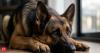 Veterinarians warn these common habits may leave your German Shepherd feeling anxious, confused, and emotionally distant