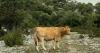 Basque Country launches aid for livestock farms to certify animal welfare in 2026