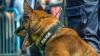 Burglary suspect grabs K-9 by snout after being found hiding in Delaware home