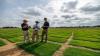 2026 World Cup final to be played on OSU-developed bermudagrass