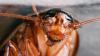 Dublin shop with 'live cockroaches' closed by FSAI
