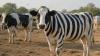 Scientists painted zebra stripes on cows, and biting flies almost disappeared, offering a remarkable clue to one of nature's greatest mysteries