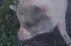 Florida deputies wrangle large, stubborn pig