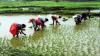 Punjab farmers bring 4 lakh acre under Direct Seeded Rice; 36% jump over last year