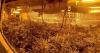 Investigation ongoing after cannabis farm found at Swindon home