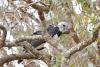Research offers nature-positive path to end and reverse biodiversity loss