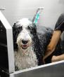 Sparkle Grooming to Open First New Jersey Dog Wellness Salon in Montclair