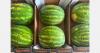 "Hot weather and tourism boost demand for watermelons, placing exports at the forefront"