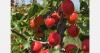 "Apricot stocks have started to decline, but more difficult weeks may lie ahead"